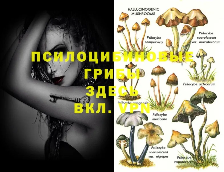 цены   Аргун  Псилоцибиновые грибы Psilocybe 